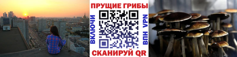 Псилоцибиновые грибы MAGIC MUSHROOMS  наркотики  hydra зеркало  Ставрополь 